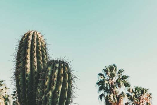 Cactus on blue turquoise sky with some unfocused palm trees at background, minimal creative still life, copy space for text