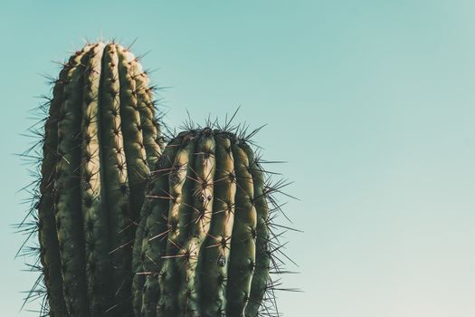 Cactus on blue turquoise sky background, minimal creative still life, copy space for text