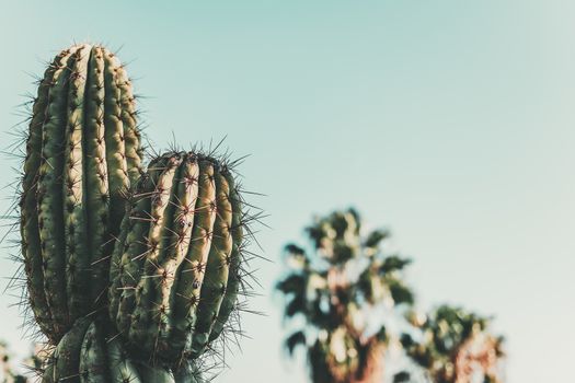 Cactus on blue turquoise sky with some unfocused palms at background, minimal creative still life, copy space for text