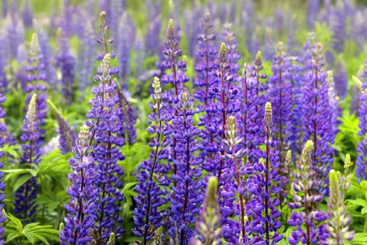 Lupinus field with blue flowers