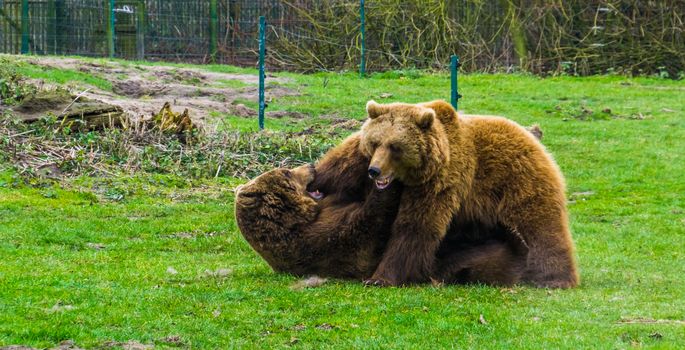 two brown bears fighting with each other, Aggressive animal behavior, one laying on the ground the other on top, Common animals in Eurasia