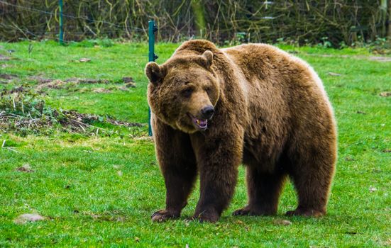 closeup portrait of a brown bear standing in the grass, common animal in Eurasia and north America, Popular zoo animals