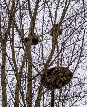 common Raccoons sleeping high up in some trees at day time, one raccoon couple resting close together, tropical animal from America