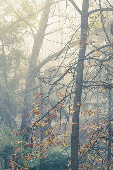 autumn almost bare trees in enigmatic morning mist