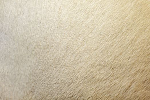 Image of horse fur background. Horse skin. Animals background. Wild Animals.

