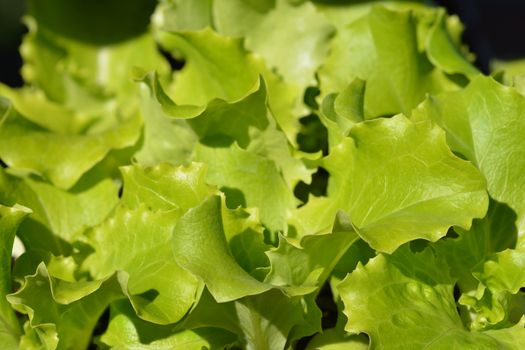 Garden lettuce - Latin name - Lactuca sativa