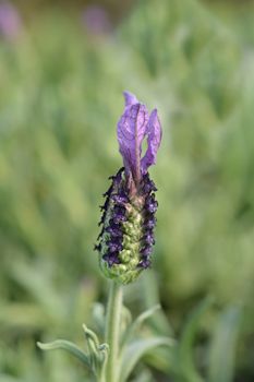 Butterfly lavender - Latin name - Lavandula stoechas