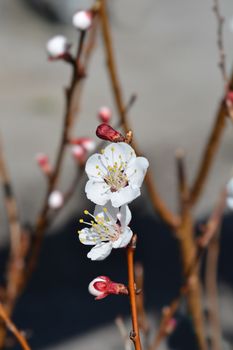 Apricot tree flower - Latin name - Prunus armeniaca