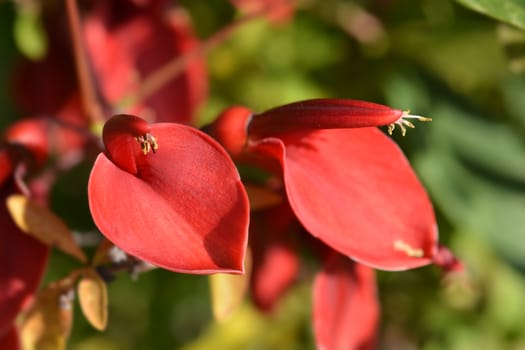 Cockspur coral tree - Latin name - Erythrina crista-galli