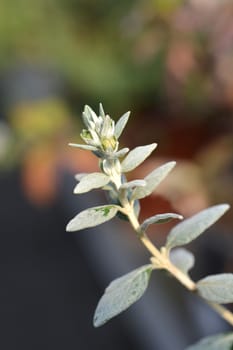 Tree germander - Latin name - Teucrium fruticans