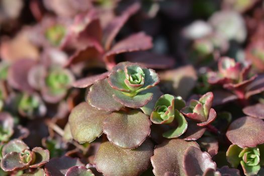 Stonecrop Dragons blood - Latin name - Sedum spurium Schorbuser Blut