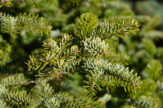 Nordmann fir - Latin name - Abies nordmanniana