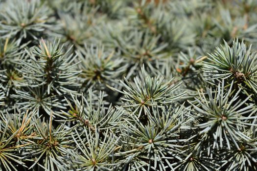 Blue Cedar - Latin name - Cedrus libani Glauca