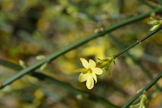 Winter jasmine - Latin name - Jasminum nudiflorum