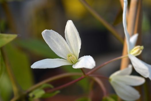 Snowdrift evergreen Clematis - Latin name - Clematis armandii Snowdrift