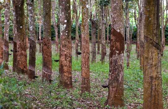 Production of caoutchouc from rubber trees in Vietnam