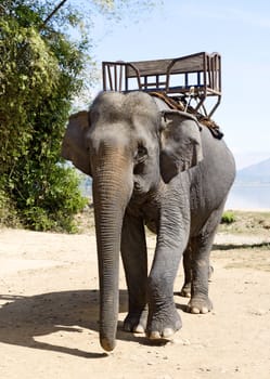 Elephant with a seat for riding, Vietnam