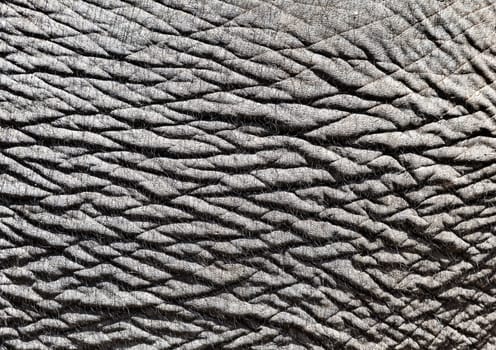 Close-up of elephant skin for texture or background