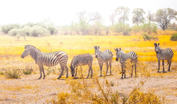 Zebras standing and watching in Okavango Delta in dry season, Moremi Game Reserve, Botswana, Africa.