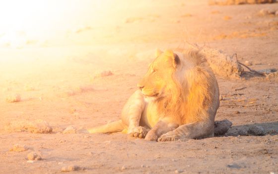 Young male lion having a rest on dusty ground at sunset time, Etosha National Park, Namibia, Africa.