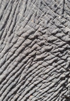 Close-up of elephant skin for texture or background