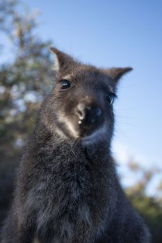 Closeup of an Australian bush wallaby outdoors during the day.