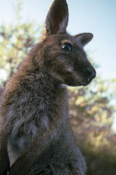 Closeup of an Australian bush wallaby outdoors during the day.