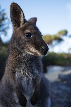 Closeup of an Australian bush wallaby outdoors during the day.