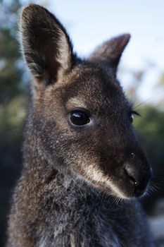 Closeup of an Australian bush wallaby outdoors during the day.