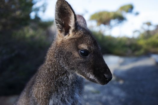 Closeup of an Australian bush wallaby outdoors during the day. 