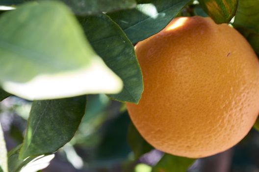 The orange tree (Citrus sinensis) is a fruit tree of oriental origin that has been installed in Mediterranean areas