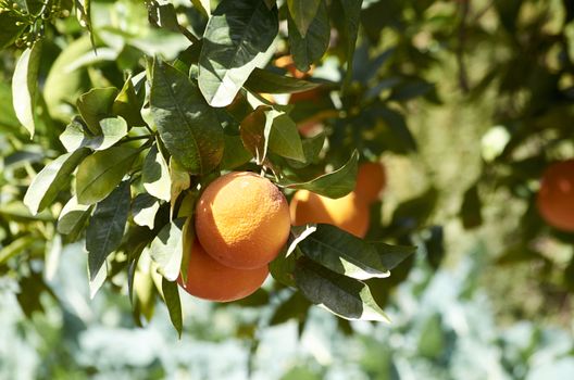 The orange tree (Citrus sinensis) is a fruit tree of oriental origin that has been installed in Mediterranean areas