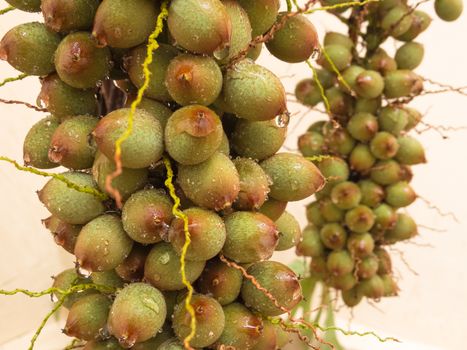 Bunch of green palm fruit after summer rain, seen close up on white background