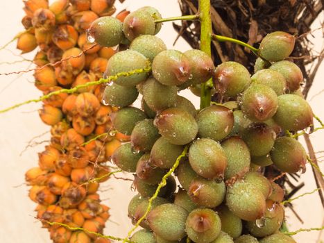 Bunch of wet green palm fruit in close up view, with drops of water, after summer rain and ripe fruit in the background of the scene