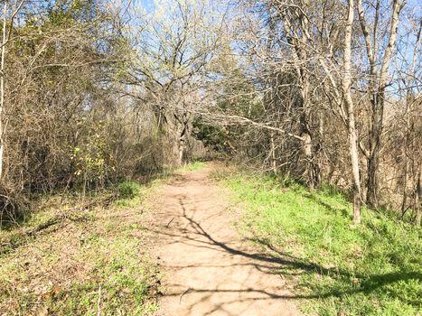 Natural trail with bare trees and green grass near Dallas, Texas, USA. Sunny winter day with blue sky