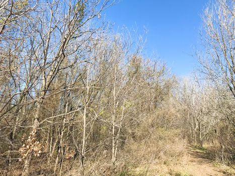 Natural trail with bare trees and green grass near Dallas, Texas, USA. Sunny winter day with blue sky