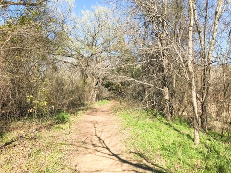 Natural trail with bare trees and green grass near Dallas, Texas, USA. Sunny winter day with blue sky