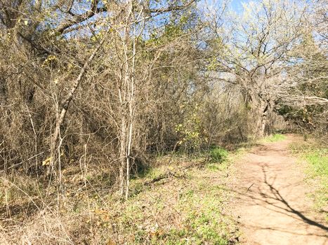 Natural trail with bare trees and green grass near Dallas, Texas, USA. Sunny winter day with blue sky