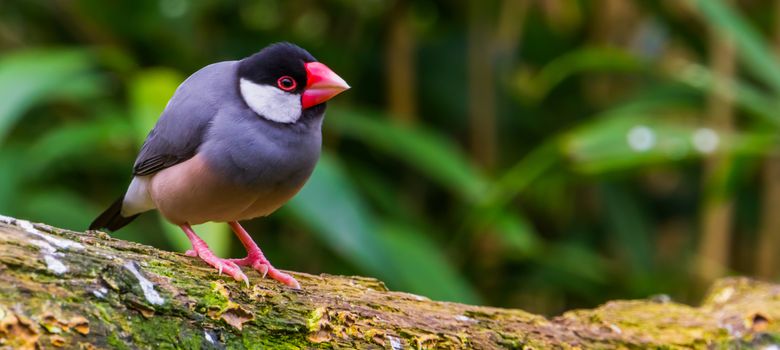 Java rice sparrow, popular tropical bird from the java island of Indonesia, popular aviary pet in aviculture, Endangered bird specie