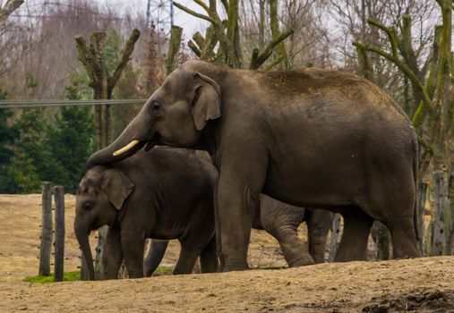 male Asian elephant putting its trunk over its young elephant, animal family portrait of a father and kid, Endangered animals from Asia