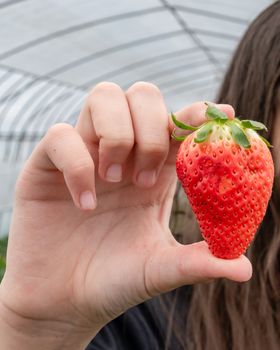 Asian American tween girl holding strawberry in greenhouse farm