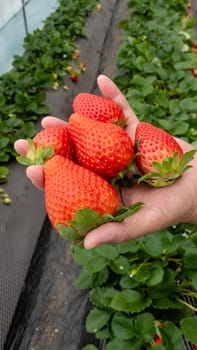Child's hand holding strawberries at greenhouse farm