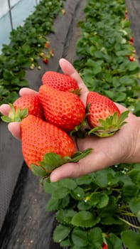 Child's hand holding strawberries at greenhouse farm