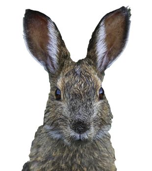 closeup of the face of hare, funny easter bunny head isolated on a white background