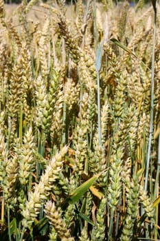 an ear of wheat, close-up against a background of wheat fields.