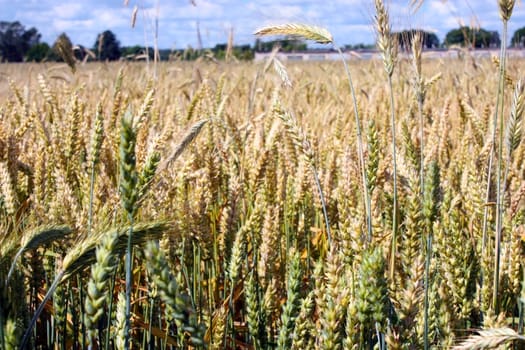 an ear of wheat, close-up against a background of wheat fields.