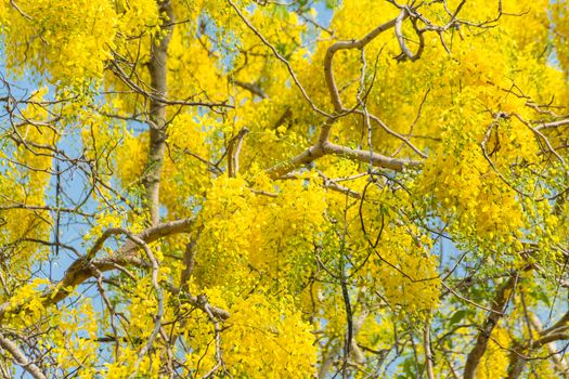 Cassia fistula, known as golden rain tree, canafistula, is flowering plant family Fabaceae. It is national tree and Flower of Thailand