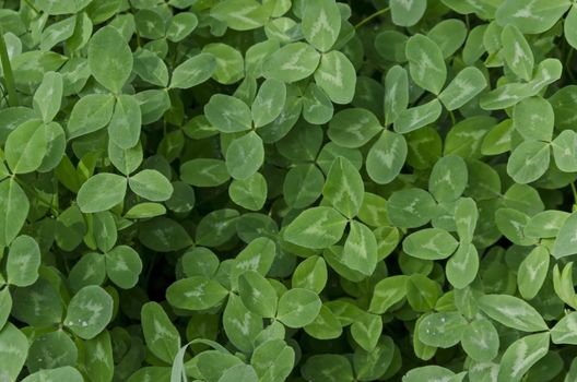 Background of natural green trefoil field in springtime, South park, Sofia,  Bulgaria