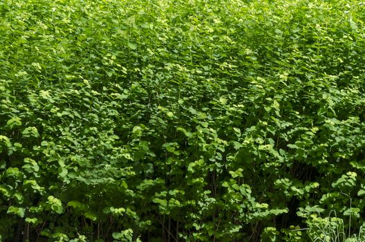 Background of natural green bush field in springtime, South park, Sofia, Bulgaria