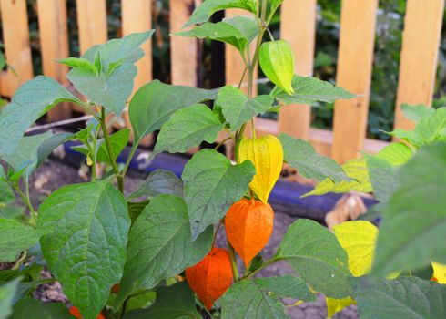 Beautiful plant physalis, known as Solanaceae or Chinese lantern in the garden in the garden, outdoor. The background is a wooden fence, a summer's day
